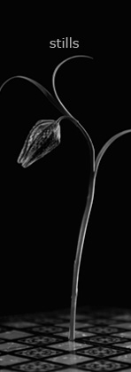 marc antonio photografien - gallery stills